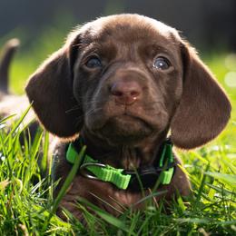 Green - Chocolate male Dachshund puppy in Bakersfield, California from LongDogs Bakersfield