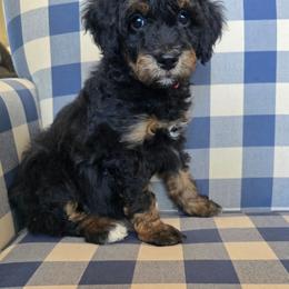Allie - Phantom female Bernedoodle puppy in Galt, Missouri from Only Doodles!