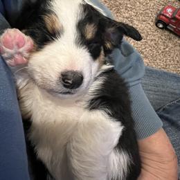 Golden Aussiedoodle and Goldendoodle Puppies from Wild Rose Tiny Poodles & Doodles