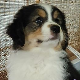 Australian Shepherd Puppies from Kelbrook Farm Australian Shepherds