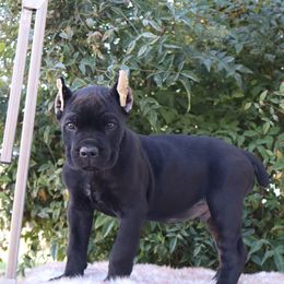 Dark green collar - Black male Cane Corso puppy in Caliente, California from Rafter Cross 7