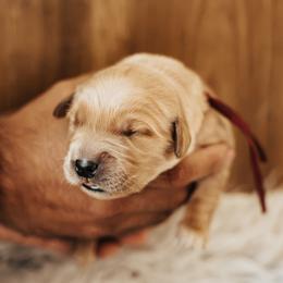 Girl 4 - female Golden Retriever puppy in Stockton, California from Golden Weenie Club