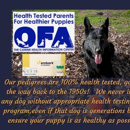 German Shepherd Puppies from Austerlitz German Shepherds