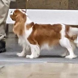 Belle - Cavalier King Charles Spaniel