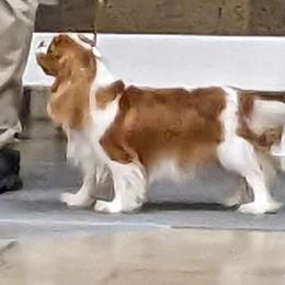 Belle - Cavalier King Charles Spaniel