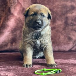 Green Boy - Sable German Shepherd puppy in Riverside, California from Von Der Sagobi