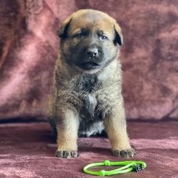 Green Boy - Sable German Shepherd puppy in Riverside, California from Von Der Sagobi