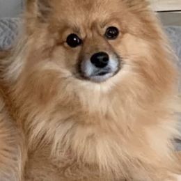 Pomeranians from Glynnie’s Precious Pomeranians