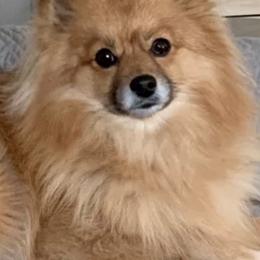Pomeranians from Glynnie’s Precious Pomeranians