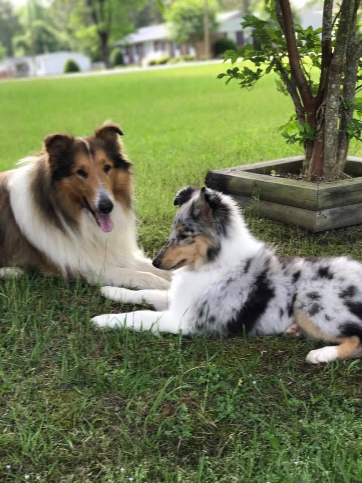 Selina Rose Collies in North Carolina Collie puppies Good Dog
