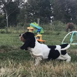 Basset Hound Puppies from Honey Moon Hounds