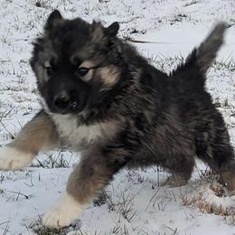 Kris - Siberian Husky puppy from Wyant Farms