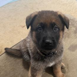 Green female - Sable female German Shepherd puppy in Ann Arbor, Michigan from Von Der Havier German Shepherds