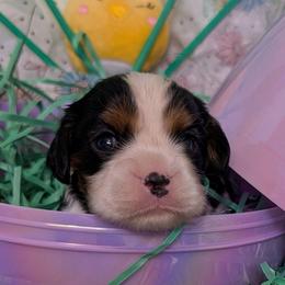 Daffodil - Tri-color female Cavalier King Charles Spaniel puppy in Stilwell, Oklahoma from Love Bug Cavaliers