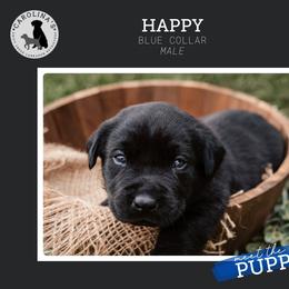 Boy 5 - Black Labrador Retriever puppy in Clayton, North Carolina from Carolina’s Swift Creek Labrador Retrievers