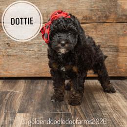 Dottie - Tri-color  female Golden Aussiedoodle puppy in Hyrum, Utah from Goldendoodledoo Farms