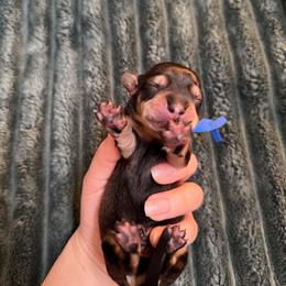 Male 5 (blue collar) - Wild boar and cream male Dachshund puppy in Modesto, California from Once Upon a Mini Dachshund
