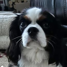 Cavalier King Charles Spaniels and Cocker Spaniels from Homegrown Spaniels
