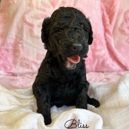 Bliss - Black female Goldendoodle puppy in Grove, Oklahoma from Guinn Family Farms