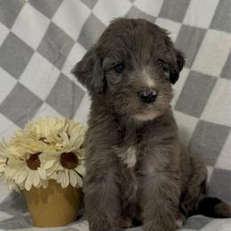 Ben - Blue merle male Bernedoodle puppy in Holden, Missouri from Mid-West Bernedoodles