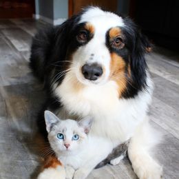 Australian Shepherds and Toy Australian Shepherds from Twin Lakes Ridge Farm