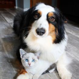 Australian Shepherds and Toy Australian Shepherds from Twin Lakes Ridge Farm