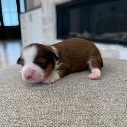 Bodie - Red sable male Havanese puppy in South Jordan, Utah from Lady Paws Puppies - Cassie