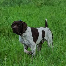 German Shorthaired Pointer puppies from Shining D Ranch