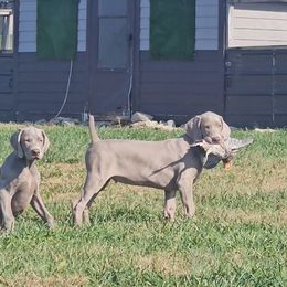 Weimaraner Puppies from So-IN Weimaraner's