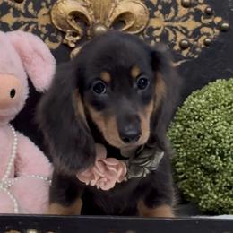 Luna- dark blue-grey dapple - Dapple female Dachshund puppy in Collins, Georgia from Liberty Longhair Dachshunds