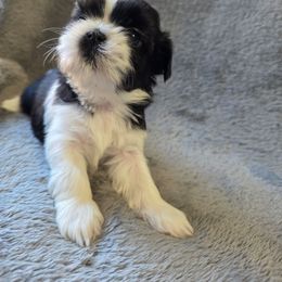 Treasure - Black and white female Shichon puppy in Ronda, North Carolina from Willow River