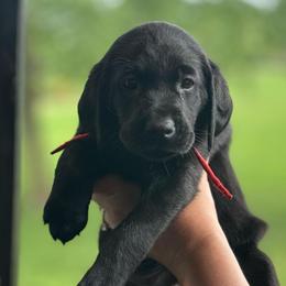 Red Collar - Black male Labrador Retriever puppy in Winchester, Kentucky from Bourbon Country Retrievers