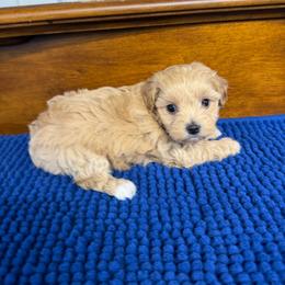 Patricia - Apricot female Maltipoo puppy in Lawrenceburg, Tennessee from LUV Poodles and Maltipoos