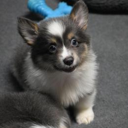 Navy - Fluffy - Gray and white female American Corgi puppy in Lithia, Florida from Diamondcrest Inc