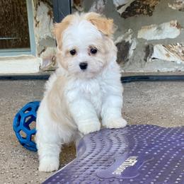 Frosty - Cream male Havanese puppy in Summerfield, Florida from Honor Havanese