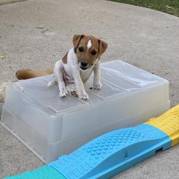 Jack Russell Terrier Puppies from Fair Dinkum Jack Russell Terriers