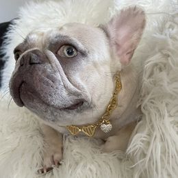 Angelina  - French Bulldog