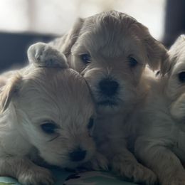 Maltipoos from Alabama Maltipoo