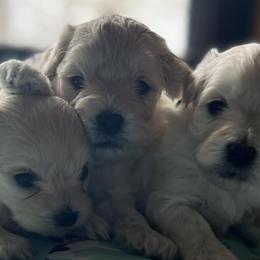 Maltipoos from Alabama Maltipoo