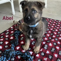 Abel - Sable male German Shepherd puppy in Whitehouse, Ohio from Providence Landhaus