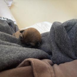 Rein - Sesame female Shiba Inu puppy in Truckee, California from Mountain Air Shibas