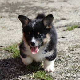 American Corgi and Pembroke Welsh Corgi Puppies from Abundant Joy Corgis