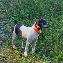 Skuggi - Rat Terrier