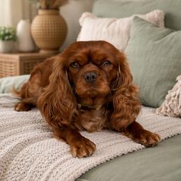 Chessie - Cavalier King Charles Spaniel