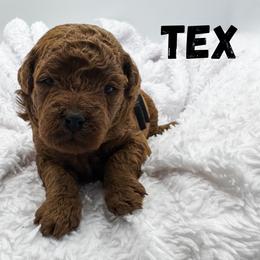Tex - Red  male Goldendoodle puppy in Eagle Mountian, Utah from The Puppy Family