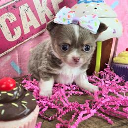 Lemonade - Chocolate blue female Chihuahua puppy in Piqua, Kansas from Cute As A Cupcake Chihuahuas