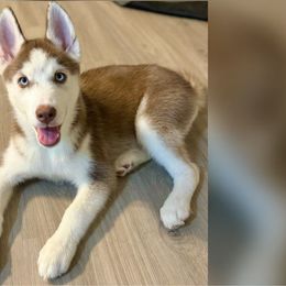Female 1 - Red and white Siberian Husky puppy in Atlanta, Georgia from Nova’s Puppy Haven
