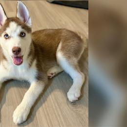 Female 1 - Red and white Siberian Husky puppy in Atlanta, Georgia from Nova’s Puppy Haven