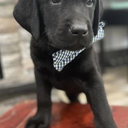 Labrador Retrievers from Point of Rocks Retrievers