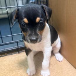 Girl 4 - Black tan and white female Rat Terrier puppy in Marshall, North Carolina from Meadows Rat Terrier